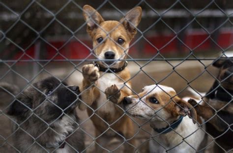 Sopranimaux: refuge chien, chat